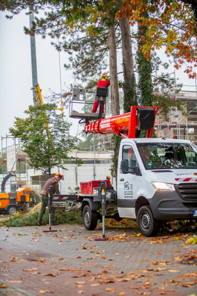 Baumschnittmaßnahmen mit einem Steiger