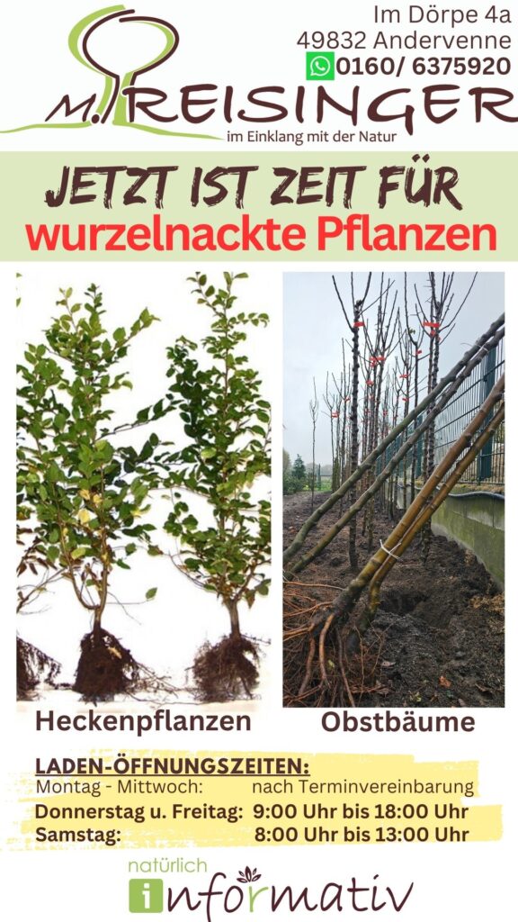 Ein Werbeplakat für einen Pflanzenverkauf zeigt links zwei Heckenpflanzen mit grünen Blättern und rechts mehrere wurzelnackte Obstbäume auf einem Boden, die bereit zum Pflanzen sind. Darüber steht: "JETZT IST ZEIT FÜR wurzelnackte Pflanzen" und die Öffnungszeiten des Ladens werden aufgeführt.