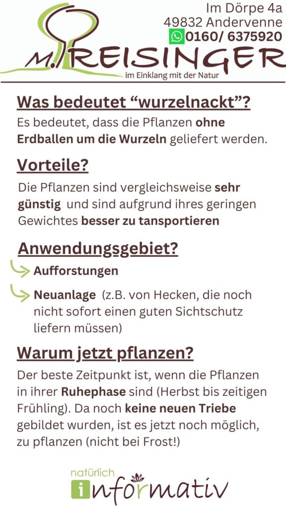Ein Informationsblatt zu 'wurzelackt' Pflanzen, das die Bedeutung, Vorteile, Anwendungsgebiete wie Aufforstungen und Neuanlagen, sowie den besten Zeitpunkt zum Pflanzen erläutert. Es enthält FAQs und Kontaktinformationen für eine Gärtnerei in Andervenne.