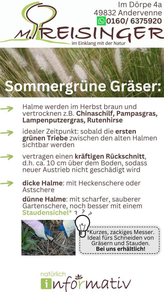 Ein Informationsblatt über die Pflege von Sommergräsern, das Anweisungen für den Rückschnitt, einschließlich der verwendeten Werkzeuge, bietet. Im Hintergrund ist grasartige Vegetation zu sehen, und eine Hand mit Handschuhen hält eine Gartenschere.
