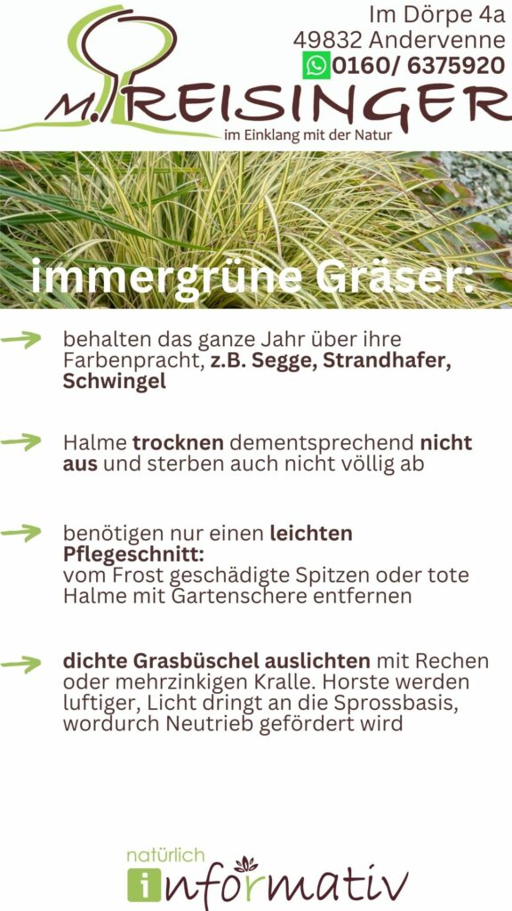 Ein Informationsblatt über immergrüne Gräser mit Tipps zur Pflege, einschließlich der Beibehaltung der Farbvielfalt über das ganze Jahr, der Handhabung von trockenen Halmen und der Durchführung eines leichten Pflegeschnitts. Grafische Elemente und der Text sind ansprechend angeordnet zu sehen, wobei die Hintergrundfarbe der Gräser eine Rolle spielt.