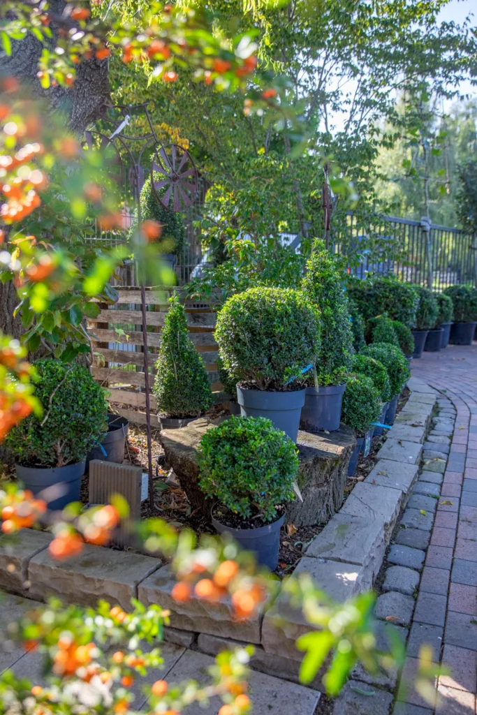 Grüner Gartenbereich mit verschiedenen Topfpflanzen, darunter runde und kegelförmige Buchsbäume, umgeben von üppigem Laub und orangefarbenen Beeren. Im Hintergrund sind eine Holzpalette und ein dekoratives Rad zu sehen, das eine einladende Atmosphäre schafft. Der gepflasterte Weg führt durch die Pflanzenarrangements und lädt zum Verweilen ein.