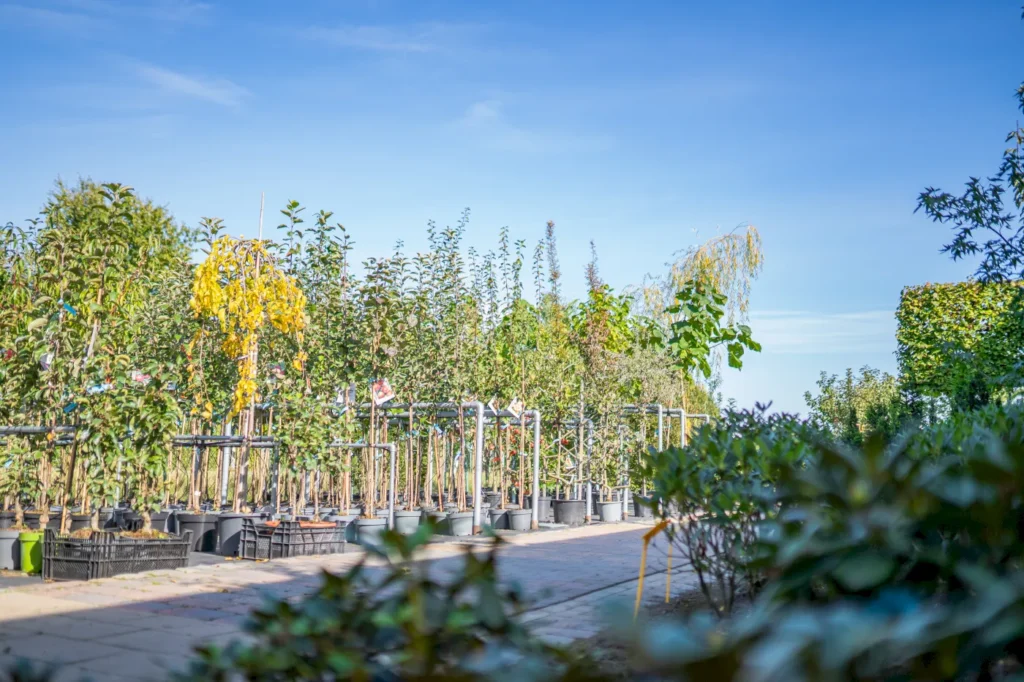 Baumschule mit verschiedenen Jungbäumen in Töpfen, umgeben von grünen Pflanzen und einem klaren blauen Himmel. Die Szene zeigt eine gepflegte Gartenlandschaft, ideal für Gartenliebhaber und Landschaftsarchitekten.