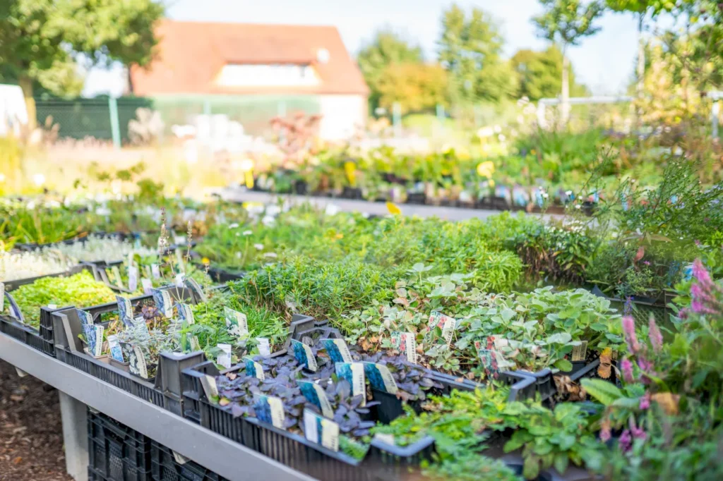 Bunte Pflanzen und Kräuter in Töpfen auf einem Verkaufsstand in einer Gärtnerei, umgeben von grünem Laub und einem unscharfen Hintergrund mit einem Gebäude. Die Pflanzen sind mit Etiketten versehen, die Informationen über die jeweiligen Arten geben.