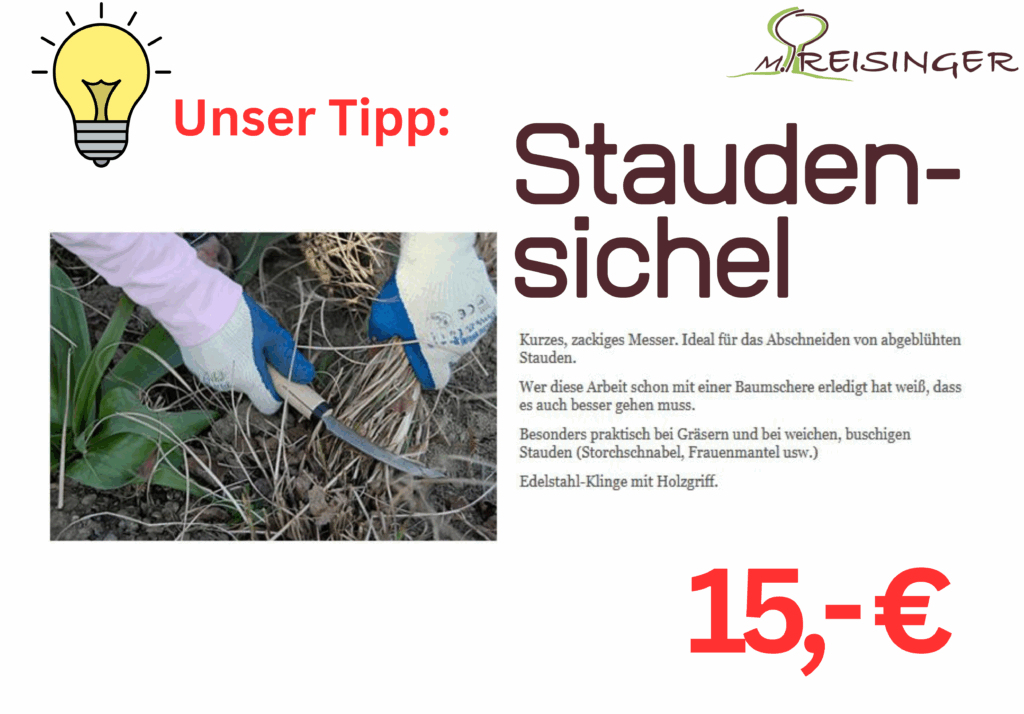 Ein illustrativer Tipp zur Verwendung einer Stauden-Sichel, zeigt jemand, der mit Handschuhen eine sichelförmige Klinge zur Pflege von Pflanzen verwendet, um abgestorbene Pflanzenteile zu schneiden. Im Hintergrund sind Gräser und Blumen sichtbar, zusammen mit Informationen über das Werkzeug und seinem Preis von 15 Euro.