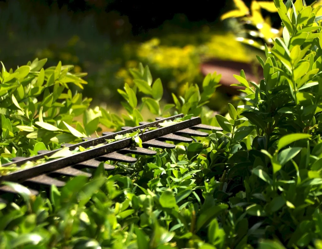 Heckenschnitt mit Heckenschere